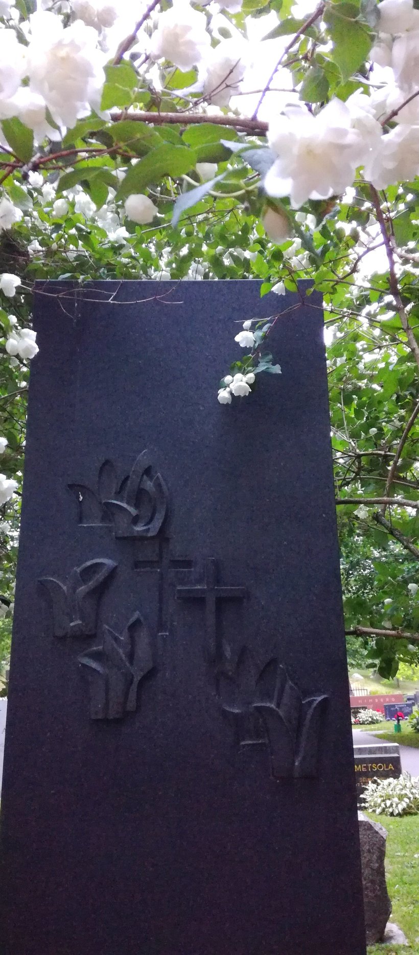 Valkoisia kukkia roikkuu oksissa Tuberkuloosiparantolan muistokiven yllä Naantalin kirkon hautausmaalla.